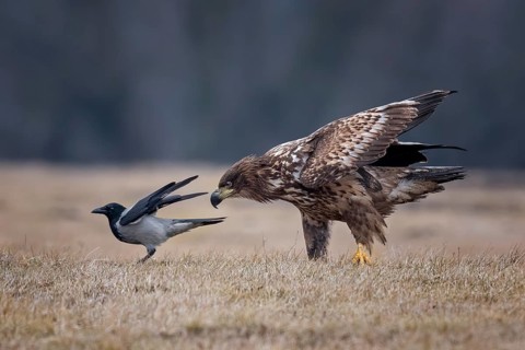 White-tailed Eagle & Hooded Crow (Haliaeetus albicilla & Corvus cornix), Poland