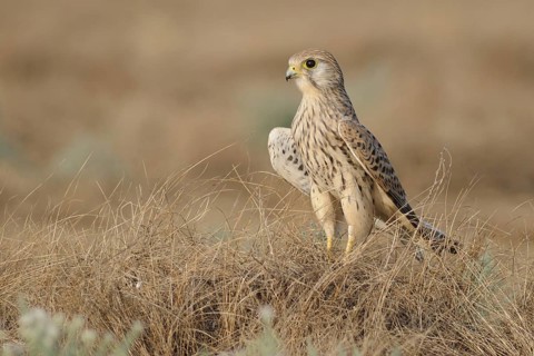 Common Kestrel (Falco tinnunculus), India