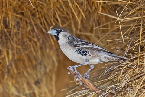 Sociable Weaver (Philetairus socius), Etosha, Namibia