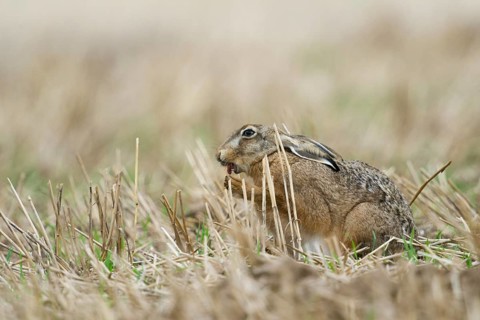 European Hare (Lepus europaeus) adult foraging in harvested field, North Rhine-Westphalia, Germany