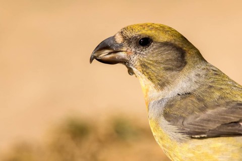 Red Crossbill (Loxia curvirostra) female, Aragon, Spain