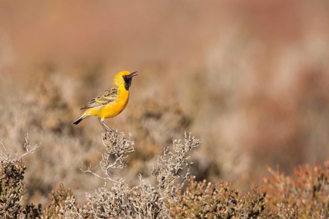 Orange Chat (Epthianura aurifrons) male singing in dry lakebed habitat, Western Australia,