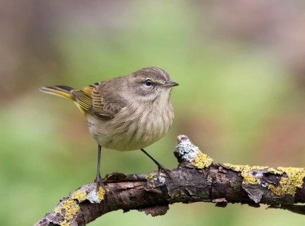 A fall-plumage Palm Warbler, Setophaga palmarum, in Saskatoon, Saskatchewan, Canada