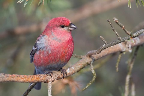 Pine Grosbeak - Hakengimpel - Pinicola enucleator, Finland, adult male