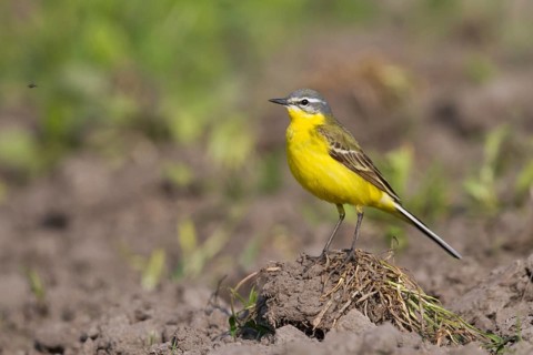 Blue-headed Wagtail - Wiesen-Schafstelze - Motacilla flava ssp. flava, Poland, adult male