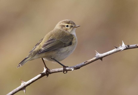 Common Chiffchaff (Phylloscopus collybita), Schleswig-Holstein, Germany