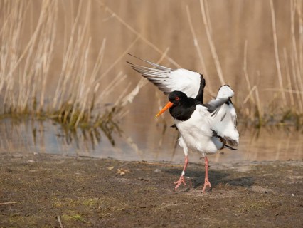 Eurasian Oystercatcher (Haematopus ostralegus) flapping wings, Schleswig-Holstein, Germany