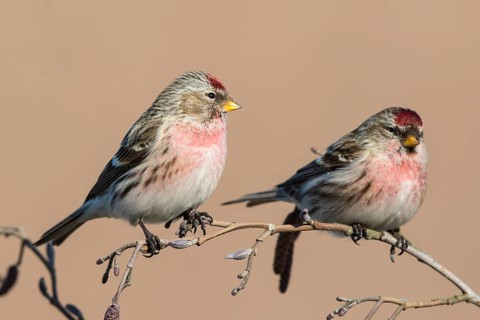 Common Redpoll (Acanthis flammea) male perched on a branch, Netherlands