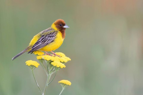 Red-headed Bunting - Braunkopfammer - Emberiza bruniceps, Kyrgyzstan, adult male