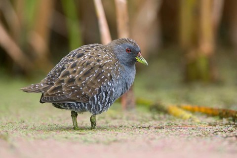 Australian Crake (Porzana fluminea) foraging, Victoria, Australia