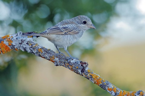 Woodchat Shrike (Lanius senator) juvenile perched on lichen covered branch, Andalusia, Spain