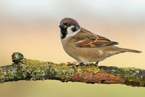 Eurasian Tree Sparrow (Passer montanus) perched on a branch, Lower Saxony, Germany