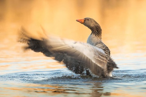 Greylag Goose (Anser anser) flapping, Baden-Wuerttemberg, Germany