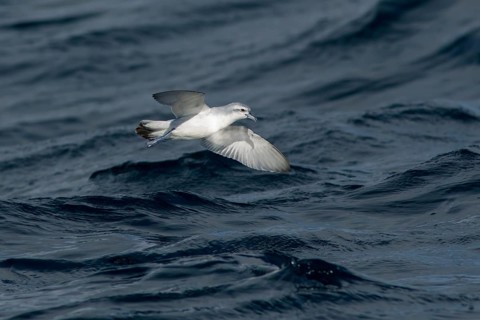 Fairy Prion (Pachyptila turtur) flying, Victoria, Australia