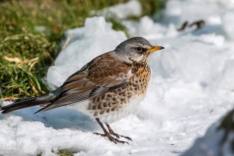 Fieldfare (Turdus pilaris) at an icy creek, Mecklenburg-Western Pomerania, Germany