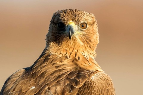 Bonelli's Eagle (Aquila fasciata) juvenile, Castile-La Mancha, Spain