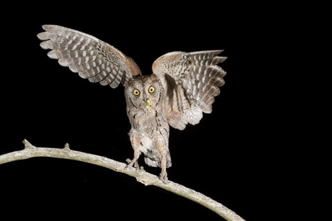 Eurasian Scops Owl (Otus scops) perched on a branch with grasshopper in beak, Aosta Valley, Italy
