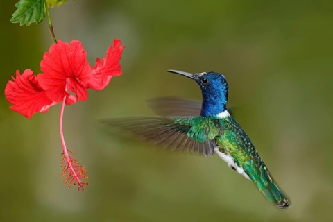 Hummingbird White-necked Jacobin, Florisuga mellivora, flying next to beautiful red hibiscus flower