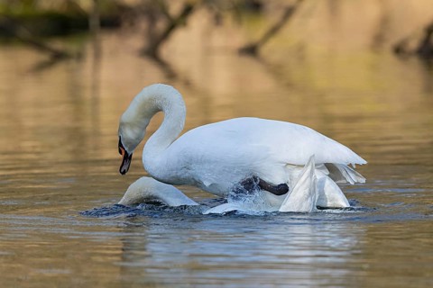 Mute Swan (Cygnus olor) pair mating, Baden-Wuerttemberg, Germany