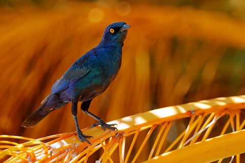 Cape Glossy Starling, Lamprotornis nitens, in nature habitat, orange plam tree with fruits. Detail