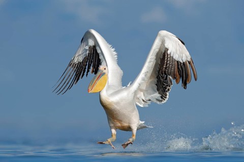 Dalmatian pelican, Pelecanus crispus, landing in Lake Kerkini, Greece. Pelican with open wings.
