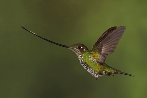 Sword-billed Hummingbird (Ensifera ensifera), Ecuador