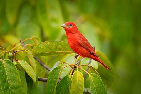 Summer Tanager, Piranga rubra, red bird in the nature habitat. Tanager sitting on the green palm