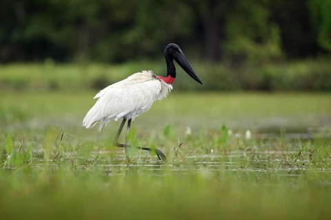 Jabiru, Jabiru mycteria, black and white bird in green water with flowers, Pantanal, Brazil.