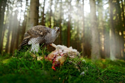 Goshawk, Accipiter gentilis, feeding on killed hare in the forest. Bird of Prey with fur catch in