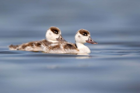 Common Shelduck (Tadorna tadorna) juvenile, Castile-La Mancha, Spain