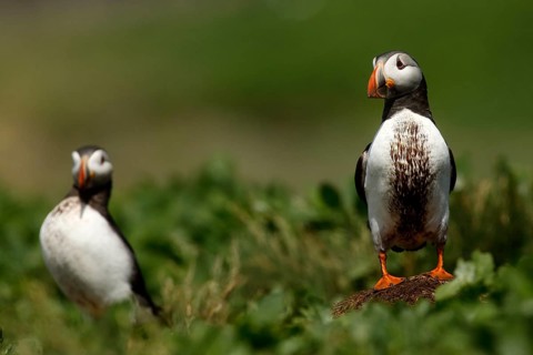 Atlantic Puffin (Fratercula arctica), Farne Islands, United Kingdom