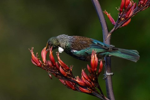 Tui feeding on New Zealand flax (Phormium tnax) nectar