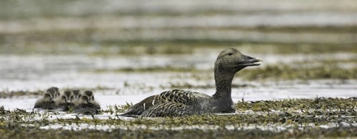 Common Eider (Somateria mollissima) juvenile, Iceland