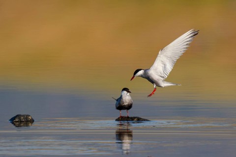 Whiskered Tern (Chlidonias hybrida), Greece