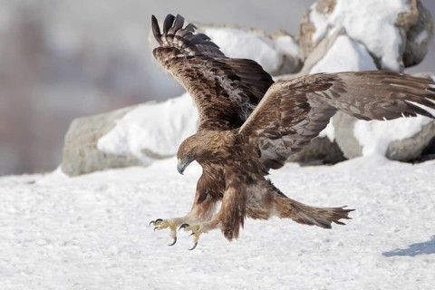 Steinadler; lat. Aquila chrysaetos; Altvogel; adult; im Anflug mit vorgestreckten Fängen dicht über