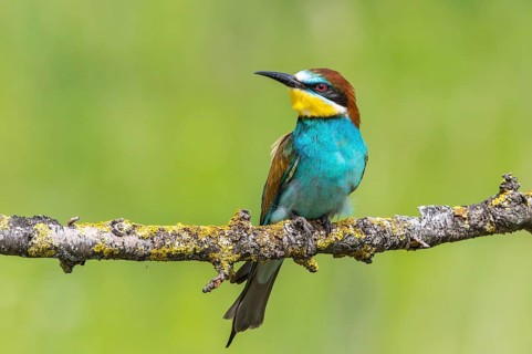 European Bee-eater (Merops apiaster) perched on a branch, Subotica, Serbia
