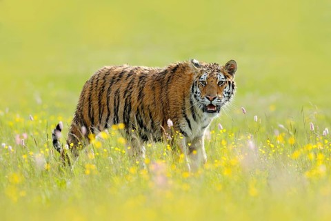 Tiger with ping and yellow and pink flowers. Siberian tiger in beautiful habitat. Amur tiger