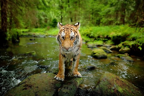 Amur tiger walking in river water. Danger animal, tajga, Russia. Animal in green forest stream.