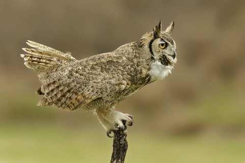 Great Horned Owl (Bubo virginianus), Texas, USA
