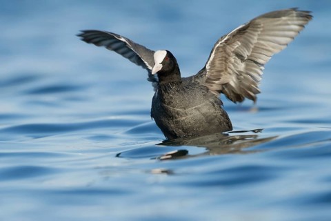 Eurasian Coot (Fulica atra), Zurich, Switzerland