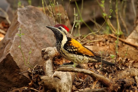Black-rumped Flameback (Dinopium benghalense) male, Rajasthan, India