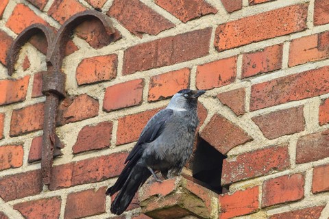 Western Jackdaw (Coloeus monedula), North Rhine-Westphalia, Germany