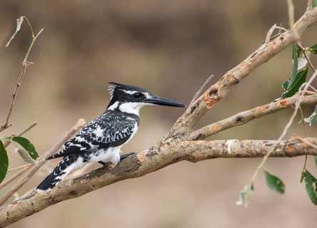 Pied Kingfisher (Ceryle rudis), Uganda