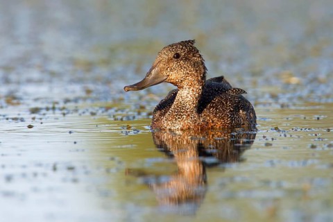Freckled Duck (Stictonetta naevosa), Victoria, Australia