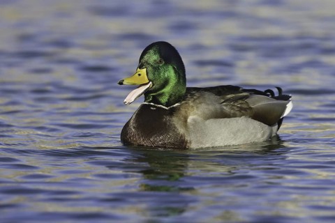 Mallard (Anas platyrhynchos) male, New Mexico, USA