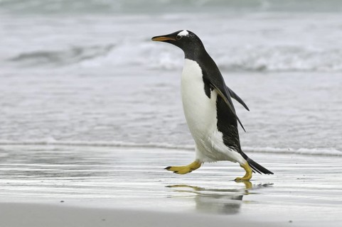 Gentoo Penguin (Pygoscelis papua), Falkland Islands