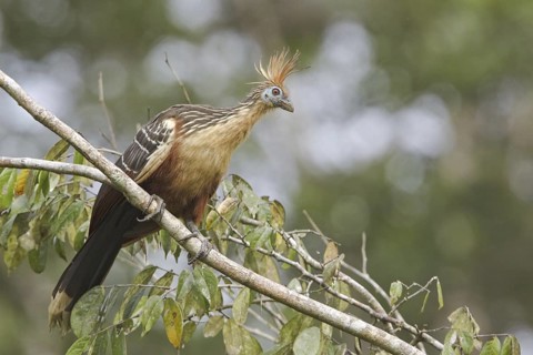 Hoatzin (Opisthocomus hoazin), Ecuador