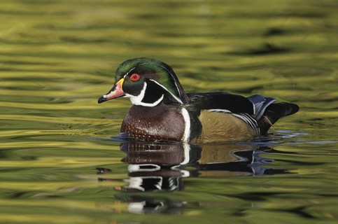 Wood Duck (Aix sponsa) male, British Columbia, Canada
