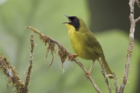 Olive-crowned Yellowthroat (Geothlypis semiflava) male, Ecuador