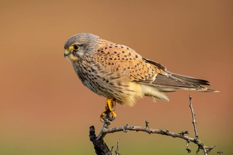 Common Kestrel (Falco tinnunculus) male perched on a branch, North Rhine-Westphalia, Germany